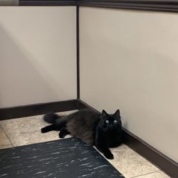 East Orange Animal Hospital