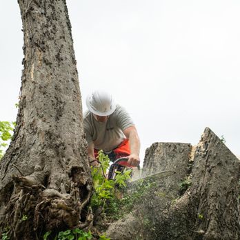 Ox Tree - Tree Services Near Me - Birmingham, Alabama Ox Tree - Tree Services Near Me - Birmingham, Alabama