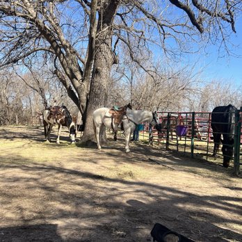 Honey Lee Ranch - Horseback Riding Near Me - Oklahoma City, Oklahoma Honey Lee Ranch - Horseback Riding Near Me - Oklahoma City, Oklahoma