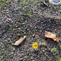 447 Cornerstone Products - BEWARE!! Do not buy their premium topsoil!! I put down their top soil and after the first rain was left with tiny rocks.