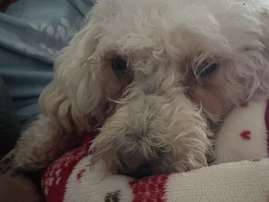 Star Veterinary Clinic