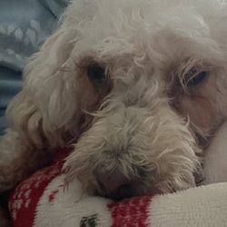 Star Veterinary Clinic - Waking up after his last dental surgery.