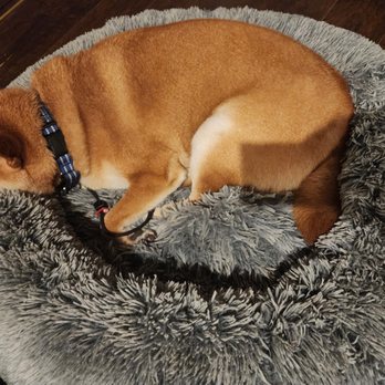 Animal Villa - Sleeping dog - Pet Sitting Near Me - Anaheim Hills, California Animal Villa - Sleeping dog - Pet Sitting Near Me - Anaheim Hills, California