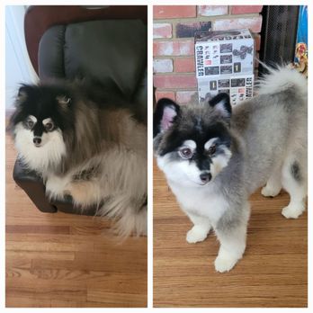 Je Tadore Pet Salon - Stormy! Before and after! - Pet Groomers Near Me - Montrose, California Je Tadore Pet Salon - Stormy! Before and after! - Pet Groomers Near Me - Montrose, California