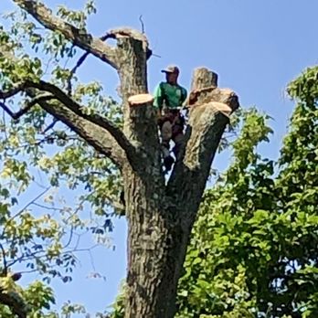 Lopez Tree Services - Tree Services Near Me - Alexandria, Virginia