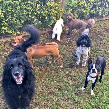 Lovingpaws Pet Services - Group pic. - Pet Groomers Near Me - Miami, Florida Lovingpaws Pet Services - Group pic. - Pet Groomers Near Me - Miami, Florida