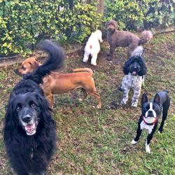 Lovingpaws Pet Services