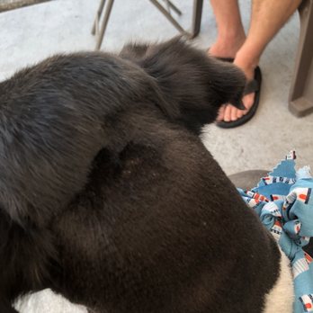 Dapper Dog Grooming - Top of head is uneven - Pet Groomers Near Me - Fleming Island, Florida