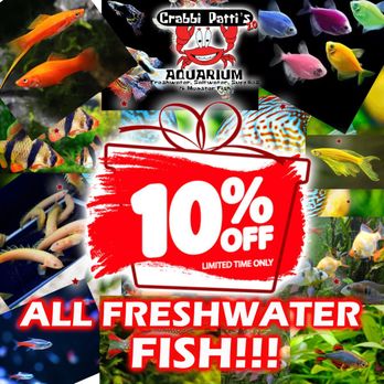 Crabbi Patti's - Aquariums Near Me - Clermont, Florida