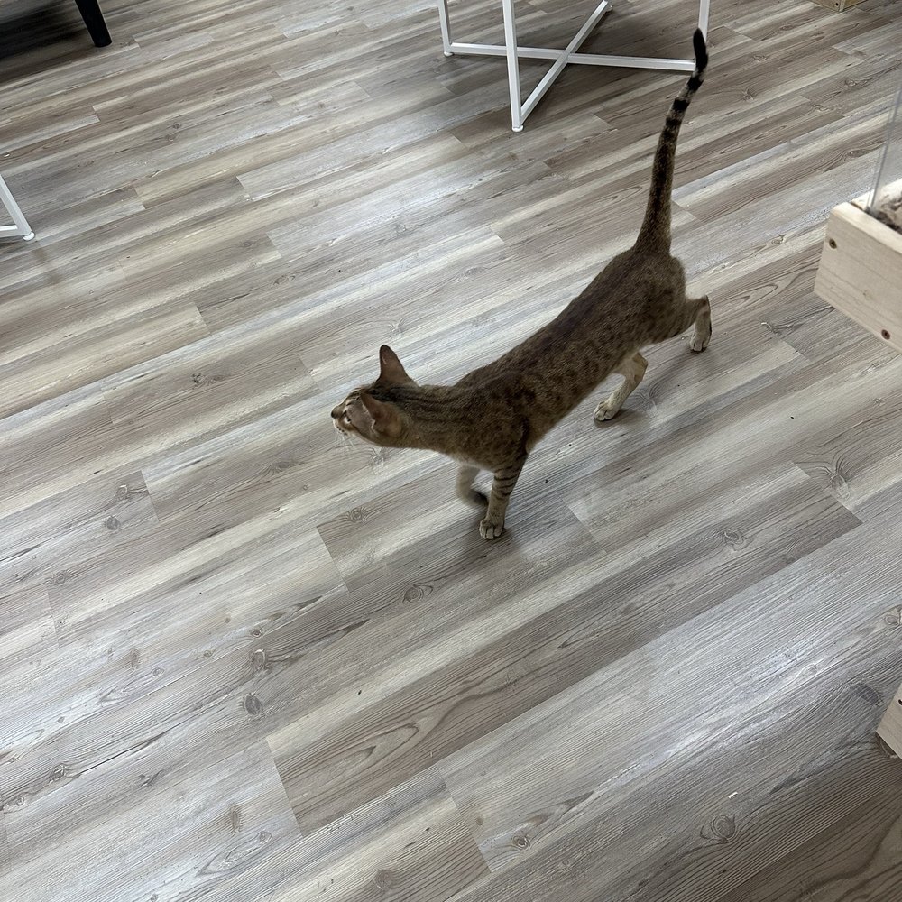 The Capybara Cafe - Savannah cat - Themed Cafes Near Me - St. Augustine, Florida The Capybara Cafe - Savannah cat - Themed Cafes Near Me - St. Augustine, Florida
