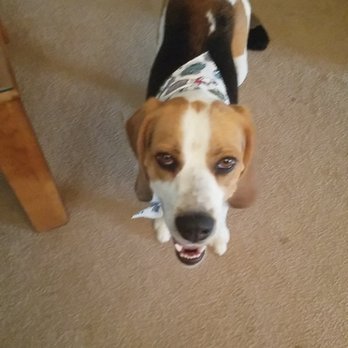 Baxters Pet Grooming - Happy pup! - Pet Groomers Near Me - Lancaster, California Baxters Pet Grooming - Happy pup! - Pet Groomers Near Me - Lancaster, California