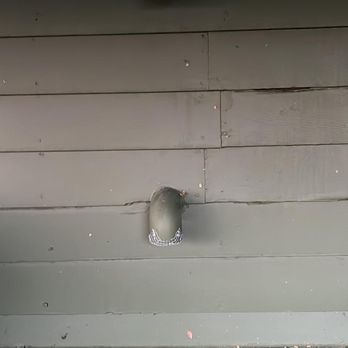 Rodent Control - Pest Control Near Me - Los Angeles, California