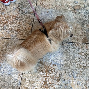 maman - Pup on the amazing tile floor tiles. - Cafes Near Me - New York, New York