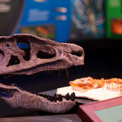 Texas Science & Natural History Museum - The museum's outstanding fossils tell us what life was like in Texas over thousands or millions of years.