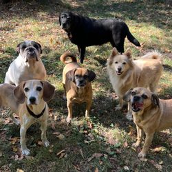 Pooch Palace