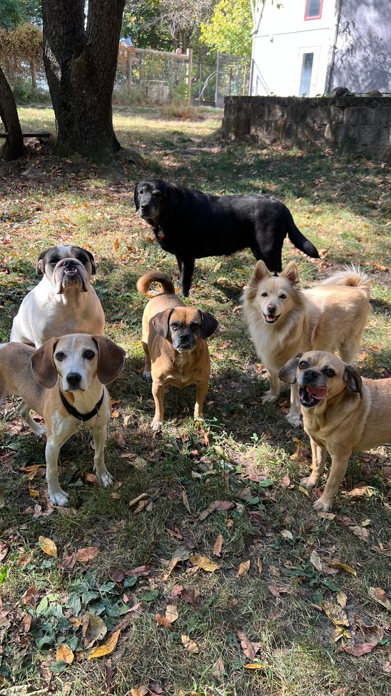 Pooch Palace - pet boarding facility in Solon, IA