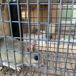 Mr. Pack Rat customers don't have to deal at all with the traps..this pic was for a friend who wanted to see how the live trap works! Mr. Pack Rat customers don't have to deal at all with the traps..this pic was for a friend who wanted to see how the live trap works!