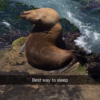 La Jolla Cove - After a long night of drinking we've all slept like this in some fashion - Parks Near Me - La Jolla, California La Jolla Cove - After a long night of drinking we've all slept like this in some fashion - Parks Near Me - La Jolla, California