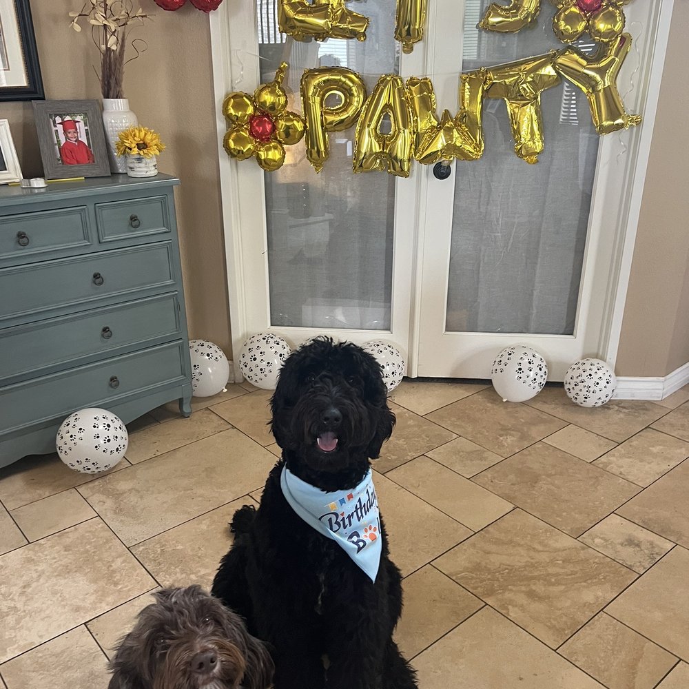 Paws At Main - Riverside - Pet Groomers Near Me - Riverside, California Paws At Main - Riverside - Pet Groomers Near Me - Riverside, California