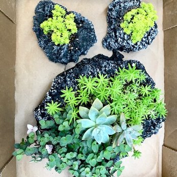 Hawaii Senior's Fair - cool succulents for the house - Festivals Near Me - Honolulu, Hawaii Hawaii Senior's Fair - cool succulents for the house - Festivals Near Me - Honolulu, Hawaii