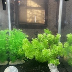 Aquatic Wildlife Company - Pea puffers live here - very tiny hahaha