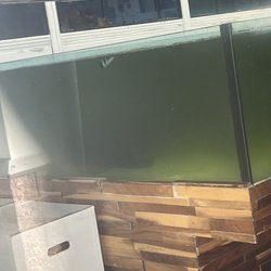 The Aquarium King - Filthy tank with lone fish