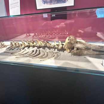 Museo Paleontologico - Museums Near Me - Asti, AT Museo Paleontologico - Museums Near Me - Asti, AT