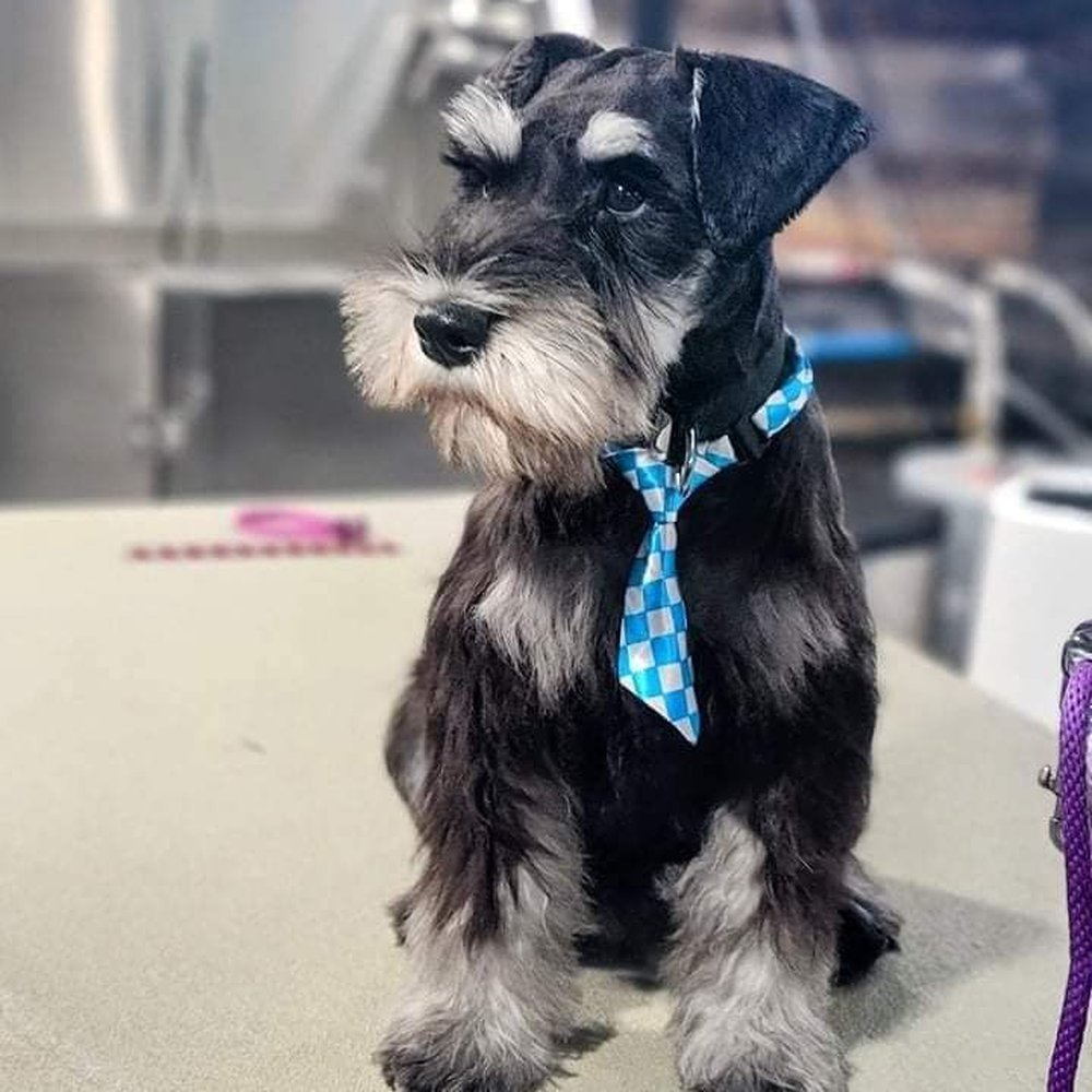 Huckleberry Hound Spa - Pet Groomers Near Me - Clancy, Montana Huckleberry Hound Spa - Pet Groomers Near Me - Clancy, Montana