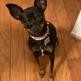 SouthPaw Pet Sitting - Sweet babby girl Roo - Pet Sitting Near Me SouthPaw Pet Sitting - Sweet babby girl Roo - Pet Sitting Near Me