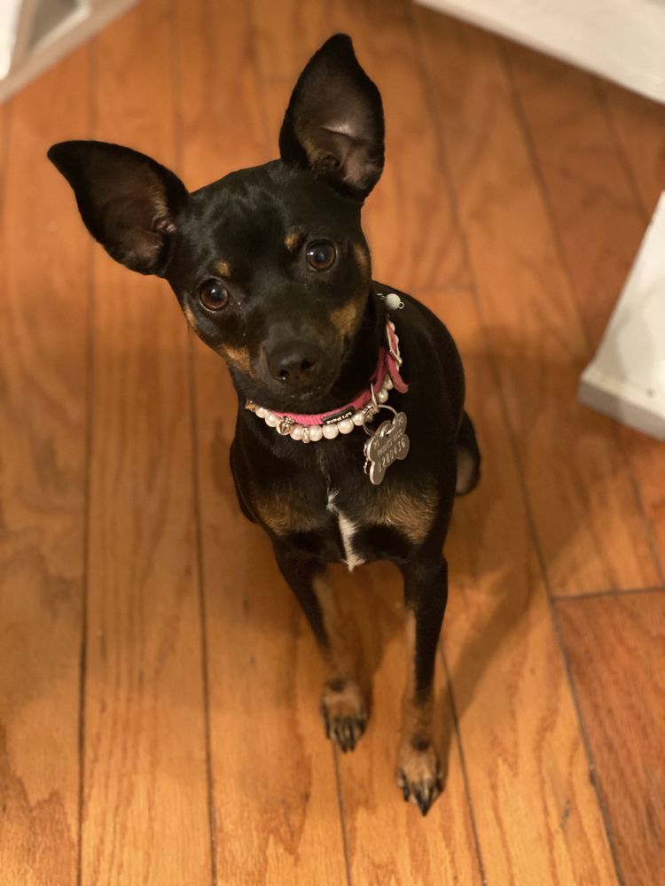 SouthPaw Pet Sitting - pet boarding facility in Charleston, SC