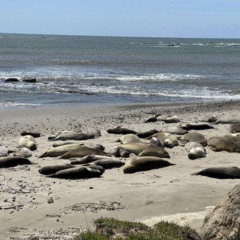 Año Nuevo State Park - The animals - Beaches Near Me - Pescadero, California