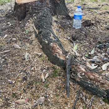 Rangel Tree Service - Stump left - Tree Services Near Me - Brookshire, Texas Rangel Tree Service - Stump left - Tree Services Near Me - Brookshire, Texas