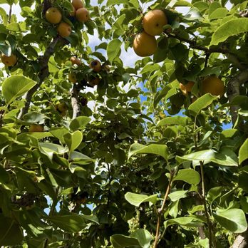Apple Annie's Orchard - Farmers Market Near Me - Willcox, Arizona