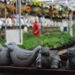 Ashcombe Farm and Greenhouses - Come peruse a wide selection of annuals, veggies, fun pottery, and more in our retail greenhouse