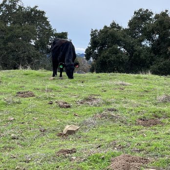 Tyler Ranch - Cows - Parks Near Me - Sunol, California Tyler Ranch - Cows - Parks Near Me - Sunol, California