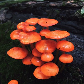 Holliday Park - I love the abundance of mushrooms. - Parks Near Me - Indianapolis, Indiana