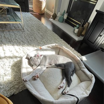 GottaTrain - zoey place stay melt thanks to Johnny! - Pet Training Near Me