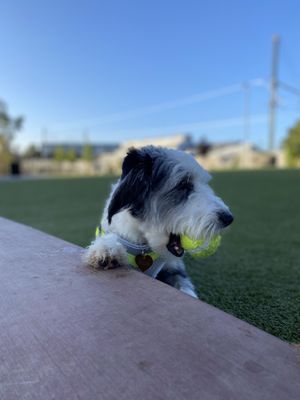 Reed Street Dog Park by null