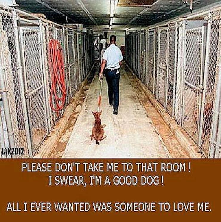 AMARILLOPANHANDLE HUMANE SOCIETY Updated November 2024 11 Reviews