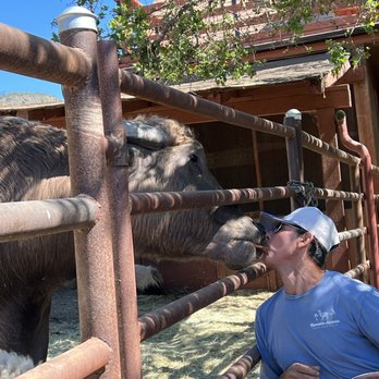 Canzelle Alpacas - Farms Near Me - Carpinteria, California