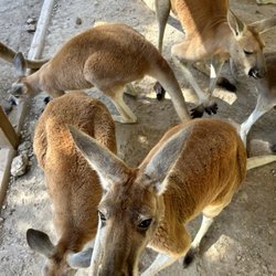 Missouri Down Under Adventure Zoo - Clifford was my favorite kangaroo!