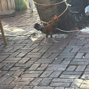 Flying Monkeys - It's key west so there are chickens - Beer, Wine & Spirits Near Me - Key West, Florida Flying Monkeys - It's key west so there are chickens - Beer, Wine & Spirits Near Me - Key West, Florida