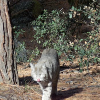 Cook's Meadow Loop - Bobcat near the Meadows - Hiking Near Me - Yosemite Village, California Cook's Meadow Loop - Bobcat near the Meadows - Hiking Near Me - Yosemite Village, California