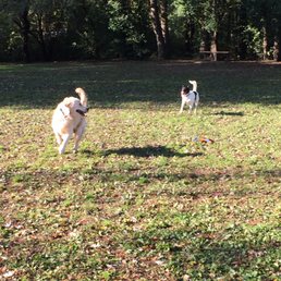 big grassy area perfect for fetch! big grassy area perfect for fetch!