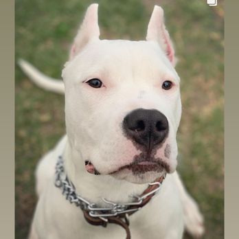 It's A Dog's World K-9 Academy - Pet Training Near Me - Glendora, California