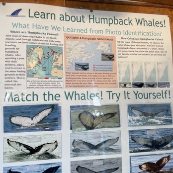 7 Seas Whale Watch - Whale Watching Tours Near Me - Gloucester, Massachusetts