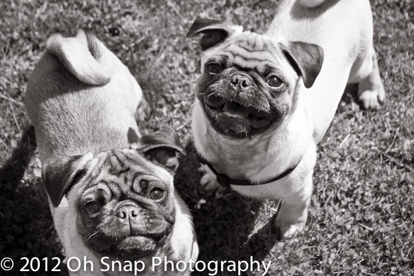 Pugs By Sara - pet boarding facility in Ludlow, MA