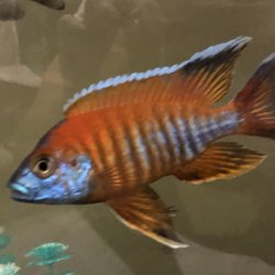 Cichlid Hut - Eureka Red Peacock