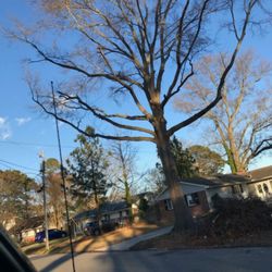 Southside Tree Service - Supposed to cut down tree and remove debris. Tree still standing and the debris has killed my grass.2 months