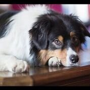 DangerLaw - divorce attorney in Newton Upper Falls, MA